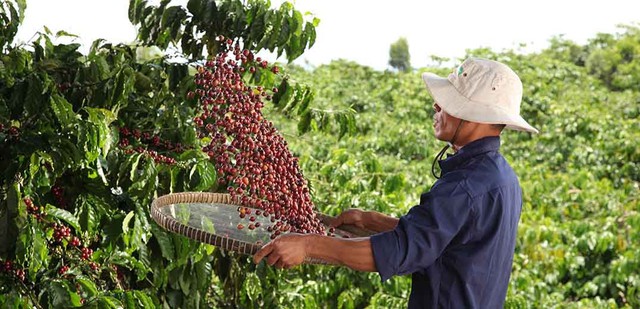 Nestlé tăng cường áp dụng nông nghiệp tái sinh, tăng năng suất và giảm phát thải khí nhà kính