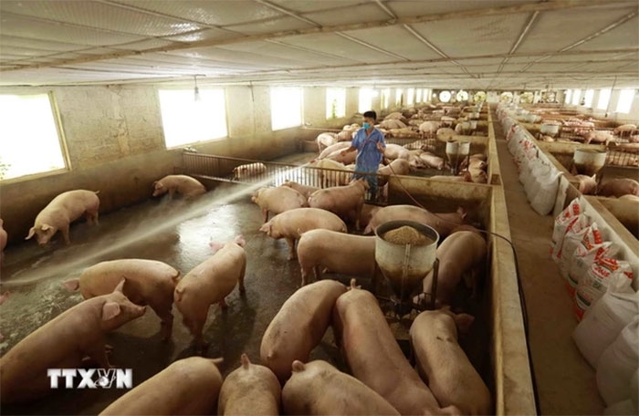 Giá lợn hơi hôm nay (13-5): Tăng nhẹ​