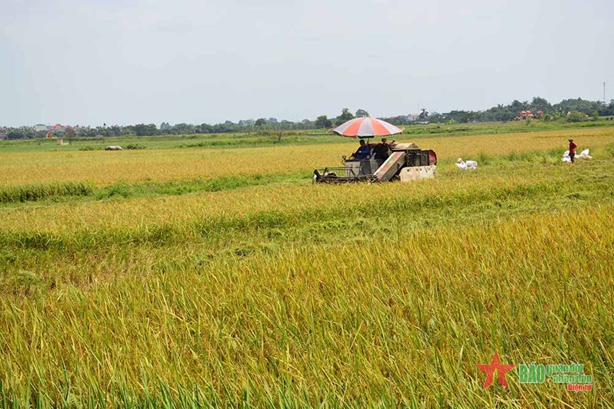 Giá lúa gạo hôm nay (10-5): Giá gạo tăng giảm trái chiều