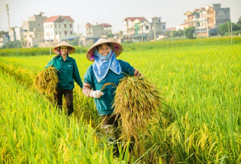 Giá lúa gạo hôm nay (23-6): Cả lúa và gạo ổn định