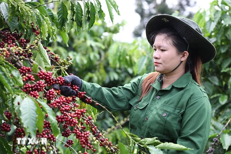 Giá cà phê hôm nay (30-6): Thị trường trong nước ổn định