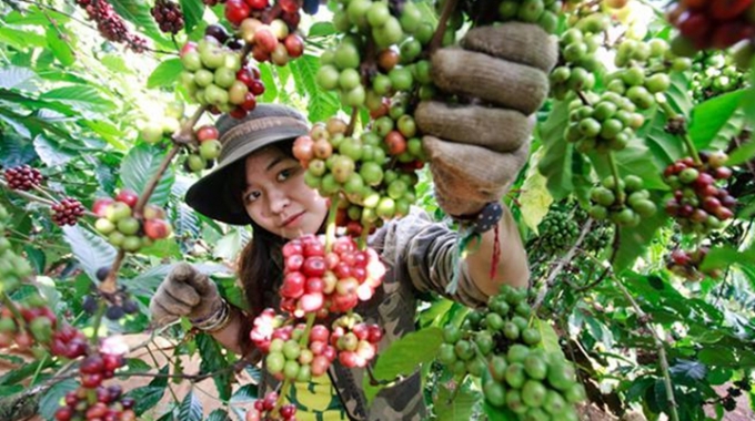 Giá cà phê hôm nay: Đồng loạt lao dốc