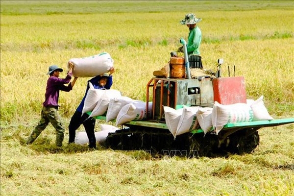 Giá lúa gạo hôm nay (8-6): Biến động trái chiều