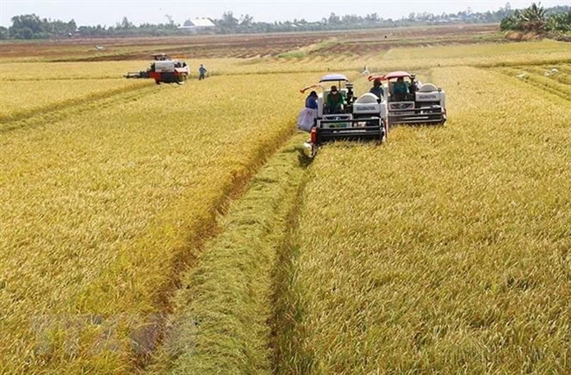 Giá lúa gạo hôm nay (30-6): Biến động trái chiều