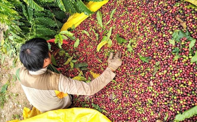 Giá cà phê hôm nay (13-6): Giá cà phê trong nước giảm nhẹ