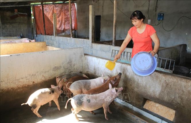 Giá lợn hơi hôm nay (13-6): Tăng nhẹ ở khu vực miền Bắc