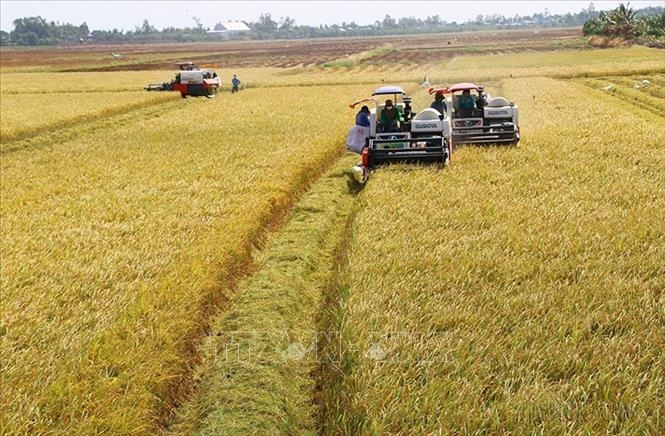 Giá lúa gạo hôm nay (19-7): Tăng giảm trái chiều