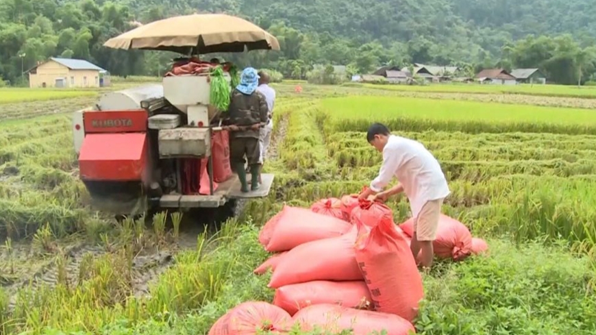 Giá lúa gạo hôm nay (17-7): Gạo xuất khẩu giảm nhẹ