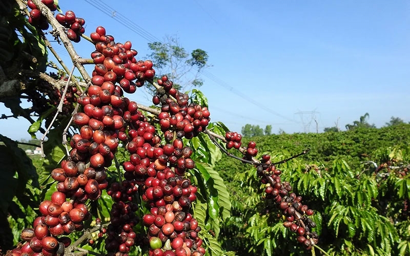 Giá cà phê hôm nay (12-7): Đồng loạt tăng