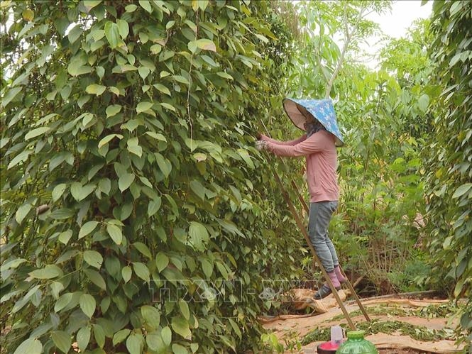 Giá hồ tiêu hôm nay (4-8): Tăng nhẹ