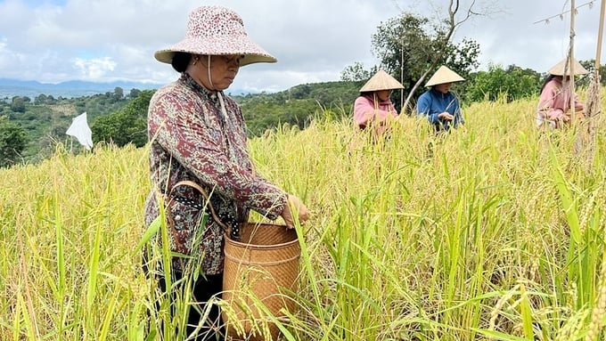 Giá lúa gạo hôm nay (3-8): Tiếp tục giảm nhẹ