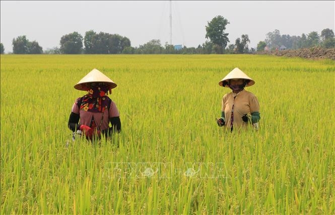 Giá lúa gạo hôm nay (21-8): Biến động nhẹ