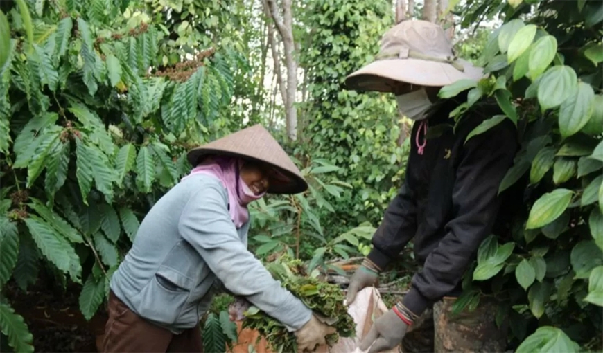 Giá hồ tiêu hôm nay (25-8): Giảm nhẹ