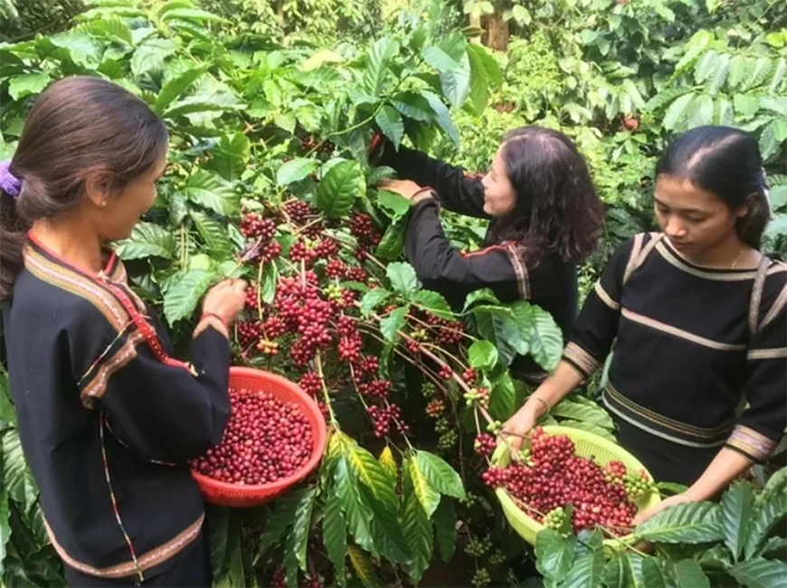 Giá cà phê hôm nay (25-8): Tăng nhẹ