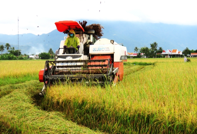 Giá lúa gạo hôm nay (25-8): Giá gạo trong nước giảm nhẹ