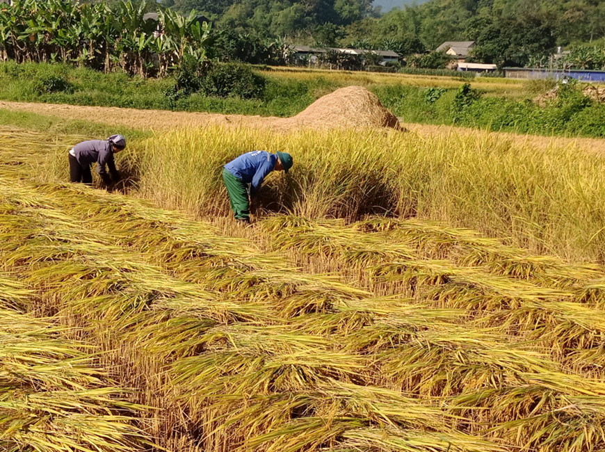 Giá lúa gạo hôm nay (15-8): Tiếp tục tăng giá