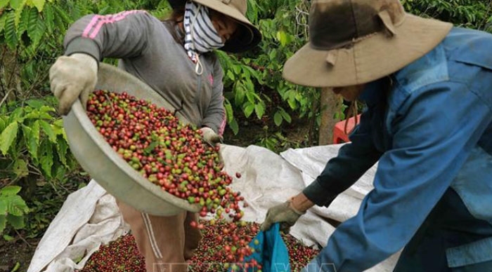 Giá cà phê hôm nay (22-8): Thị trường cà phê trong nước tiếp tục tăng