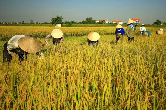 Giá lúa gạo hôm nay (11-8): Duy trì ổn định