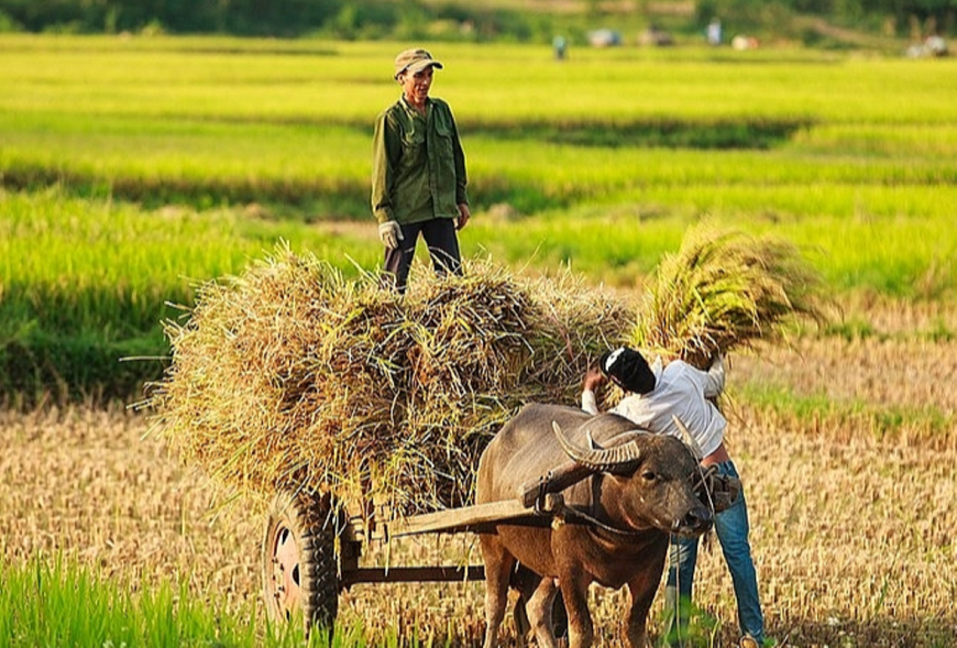 Giá lúa gạo hôm nay (1-8): Giá gạo tăng