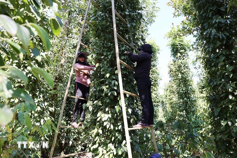 Giá hồ tiêu hôm nay (6-8): Tiếp đà giảm