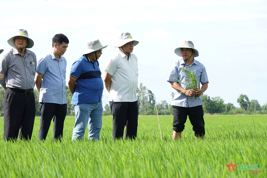 Kiên Giang: Khơi thông thủy lợi nội đồng để hỗ trợ nông dân trồng lúa chất lượng cao