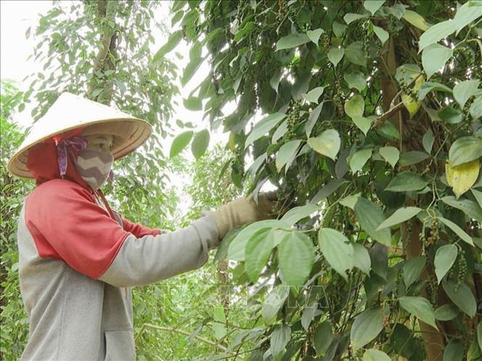 Giá hồ tiêu hôm nay (11-8): Tăng trở lại vào những ngày cuối tuần