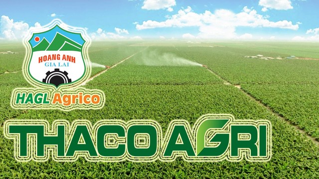 Hai “mảng màu” đối lập trên bức tranh kinh doanh của Thaco Agri và HNG