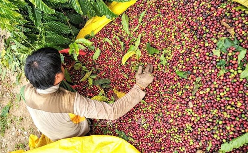 Giá cà phê hôm nay (19-9): Tăng nhẹ​