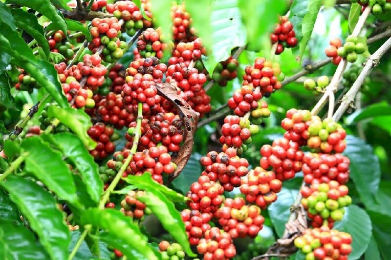 Giá cà phê hôm nay (26-9): Lập đỉnh mới với cà phê Robusta