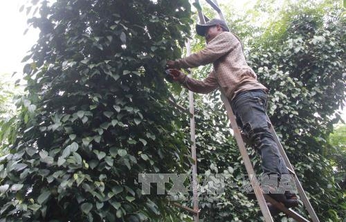 Bản tin nông sản hôm nay (16-10): Giá hồ tiêu, cà phê đồng loạt tăng