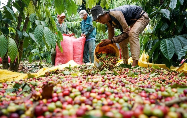 Bản tin nông sản hôm nay (22-10): Giá cà phê, hồ tiêu và lúa gạo đều tăng nhẹ