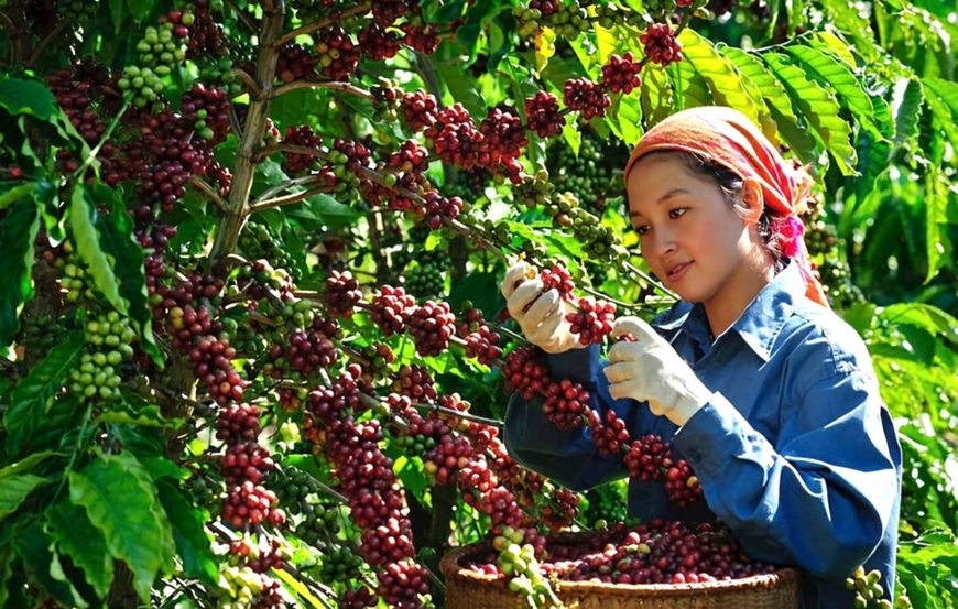 Bản tin nông sản hôm nay (14-10): Giá cà phê, hồ tiêu biến động giảm; giá lúa gạo ổn định