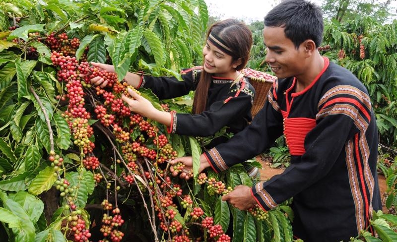 Giá cà phê hôm nay (4-10): Lao dốc