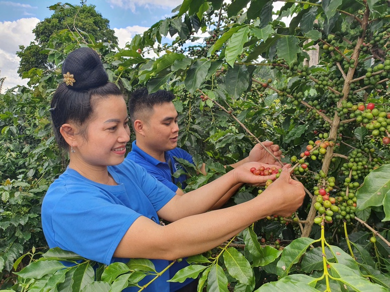 Dấu ấn của doanh nhân Phan Minh Thông trong hành trình phát triển cà phê bền vững tại Sơn La