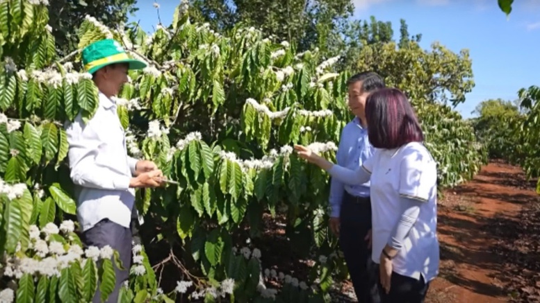 Phân bón Cà Mau góp phần tạo nên những mùa vàng cho bà con Tây Nguyên