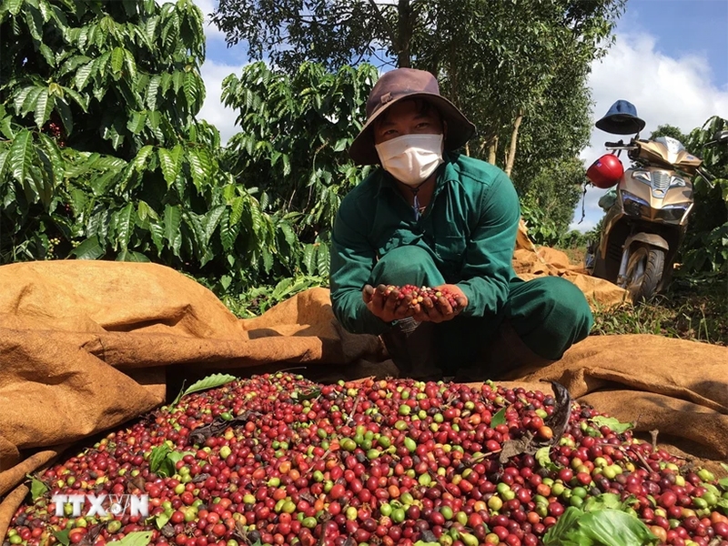 Bản tin nông sản hôm nay (24-11): Hồ tiêu, lúa gạo và cà phê bình ổn