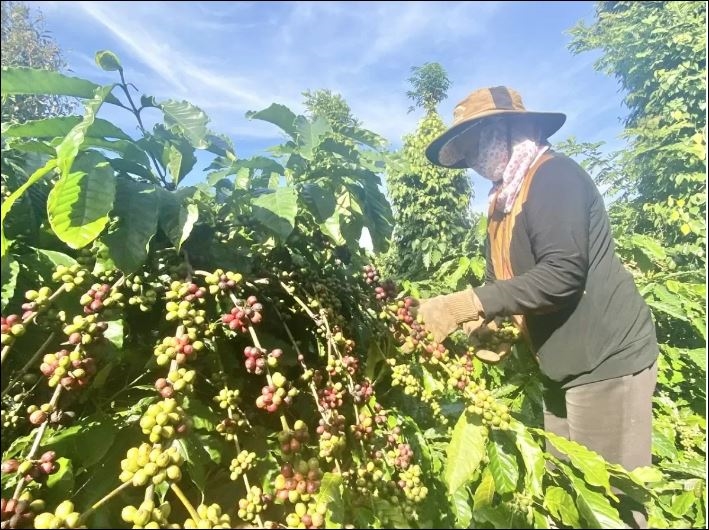 Bản tin nông sản hôm nay (13-11): Giá cà phê tiến tới mốc 110.000 đồng/kg, hồ tiêu giá giảm mạnh