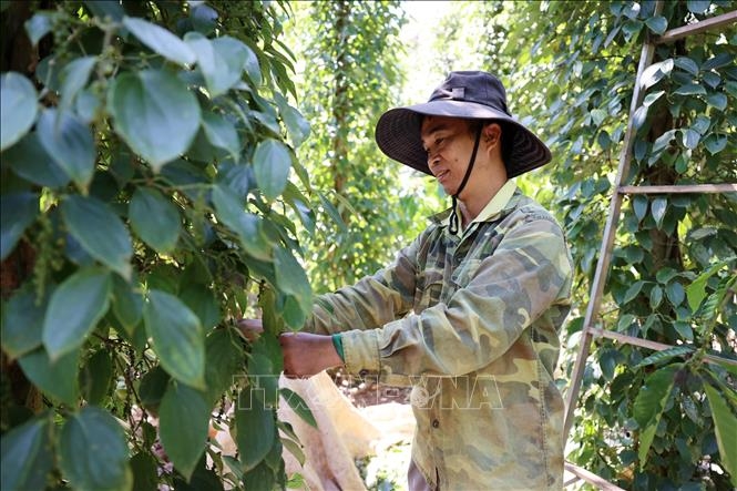 Bản tin nông sản hôm nay (27-12): Giá hồ tiêu tăng trở lại