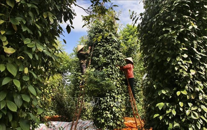 Bản tin nông sản hôm nay (19-12): Giá hồ tiêu tăng mạnh