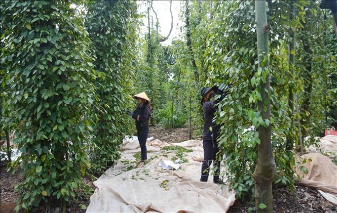 Bản tin nông sản hôm nay (11-12): Giá hồ tiêu ổn định
