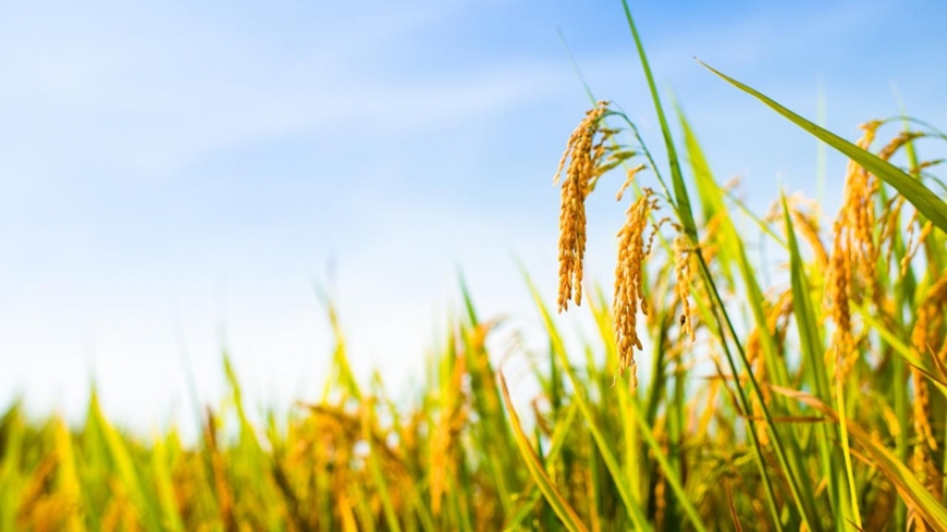 Bản tin nông sản hôm nay (9-12): Duy trì đà ổn định