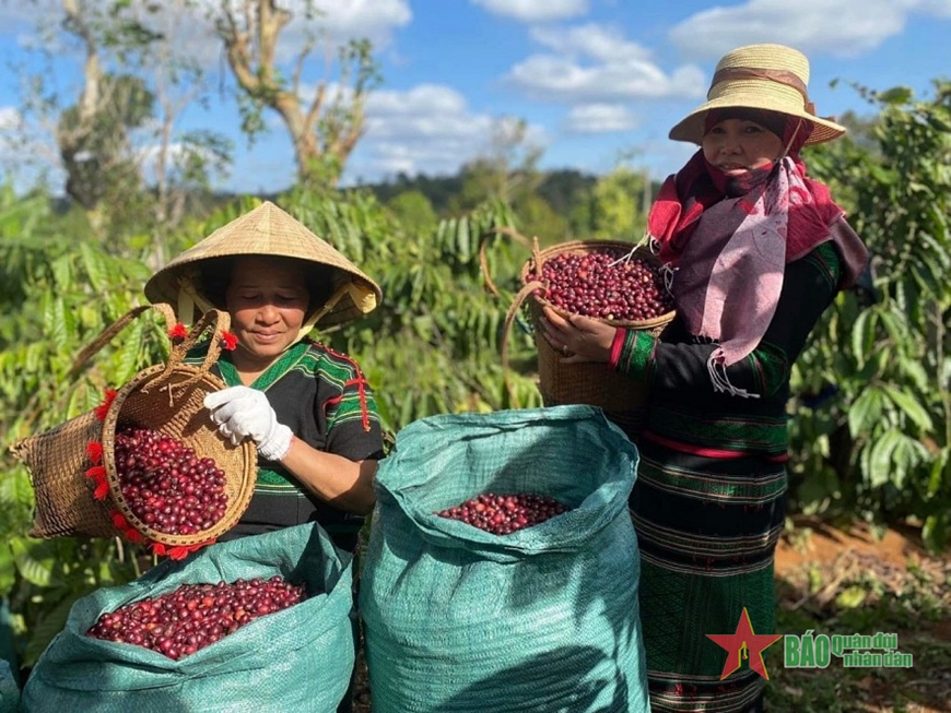 Bản tin nông sản hôm nay (15-12): Giá hồ tiêu, cà phê tiếp tục tăng
