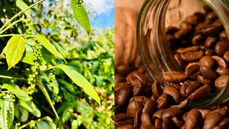 Bản tin nông sản hôm nay (10-12): Giá hồ tiêu, cà phê giảm; giá gạo tăng nhẹ