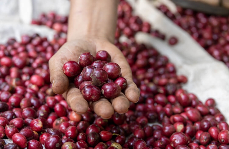 Bản tin nông sản hôm nay (19-1): Giá cà phê trong nước bình ổn