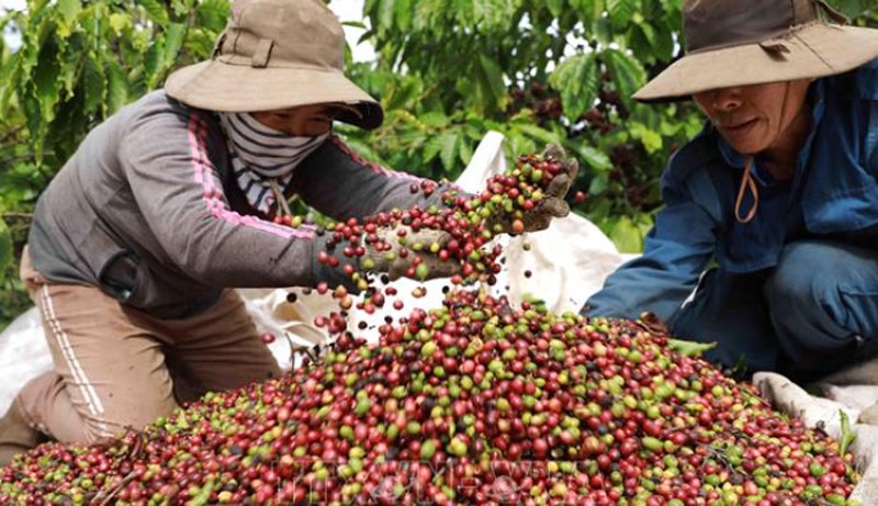 Bản tin nông sản hôm nay (9-1): Cà phê, hồ tiêu tăng nhẹ