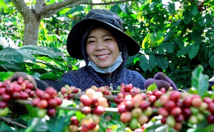 Bản tin nông sản hôm nay (18-1): Giá cà phê bình ổn, hồ tiêu và gạo tăng giá