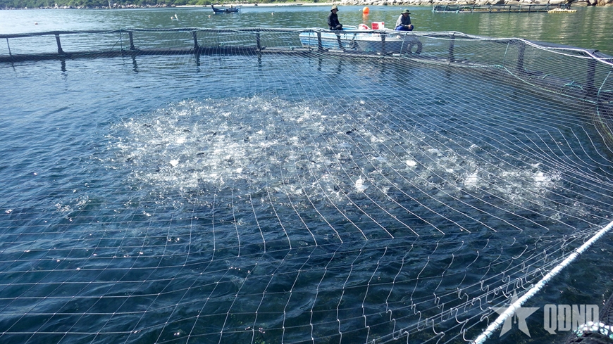 Thí điểm phát triển nuôi biển công nghệ cao tại Khánh Hòa
