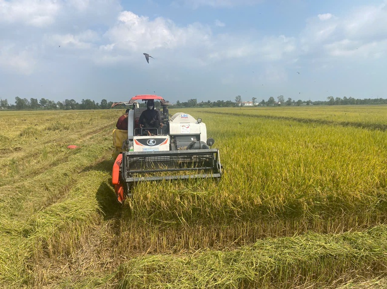 Đề án 1 triệu ha lúa chất lượng cao: Đổi thay cho đất ‘Chín Rồng’