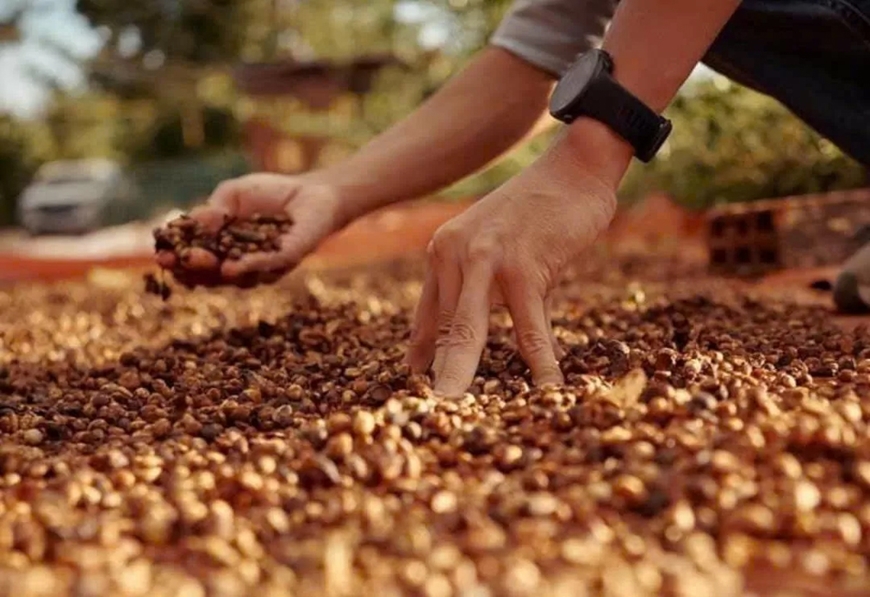 Bản tin nông sản hôm nay (15-2): Giá cà phê, hồ tiêu giảm