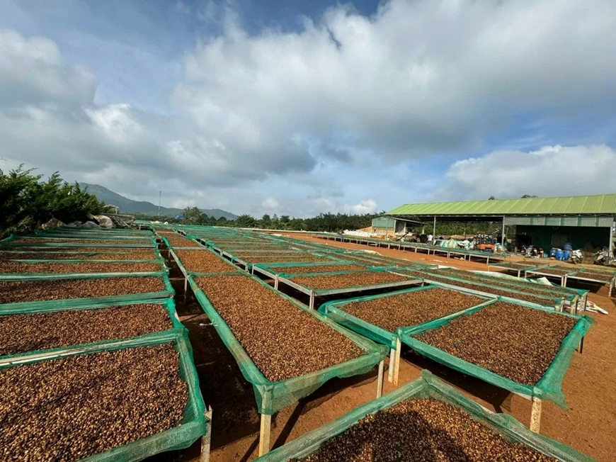 Bản tin nông sản hôm nay (18-2): Giá cà phê trong nước tăng 1.000 đồng/kg